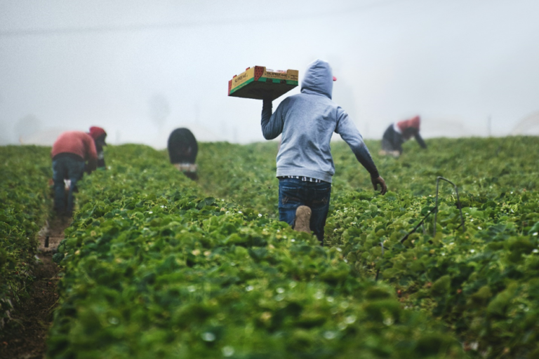 Sustainable employment through Agribusiness in Ghana